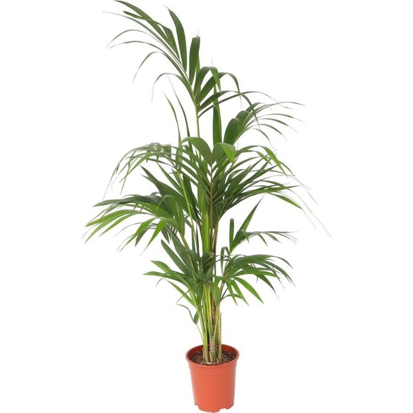 Kentia - Howea Forsteriana - Altezza 130-140Cm - ⌀21Cm-image