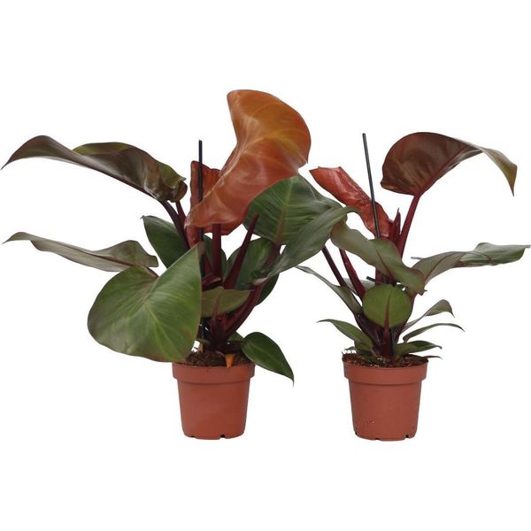 Filodendro - 2 Pezzi - Philodendron 'Sun Light' - Altezza 20-30Cm - ⌀12Cm-image