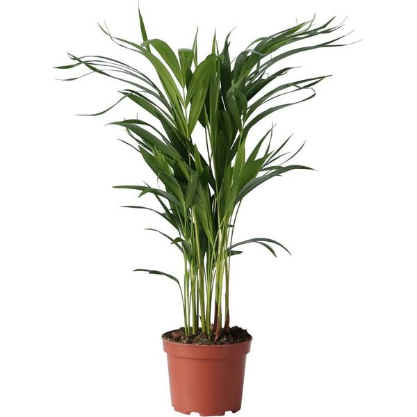 Palma Areca - Dypsis Lutescens - Altezza 60-70Cm - ⌀17Cm-image