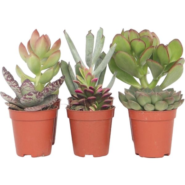 Piante Succulente - 6 Pezzi - Succulent Mix - Altezza 5-10Cm - ⌀5,5Cm-image