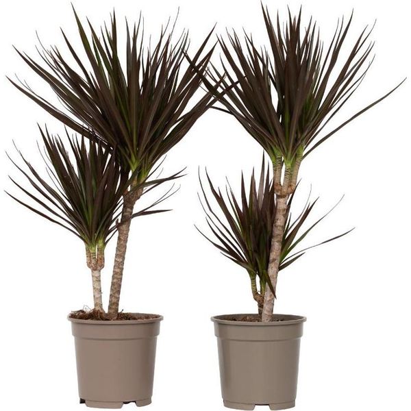Dracena - 2 Pezzi - Dracaena Marginata 'Magenta' - Altezza 70-80Cm - ⌀17Cm-image