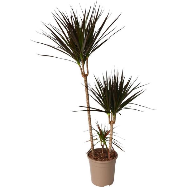 Dracena - Dracaena Marginata 'Magenta' - Altezza 110-130Cm - ⌀24Cm-image