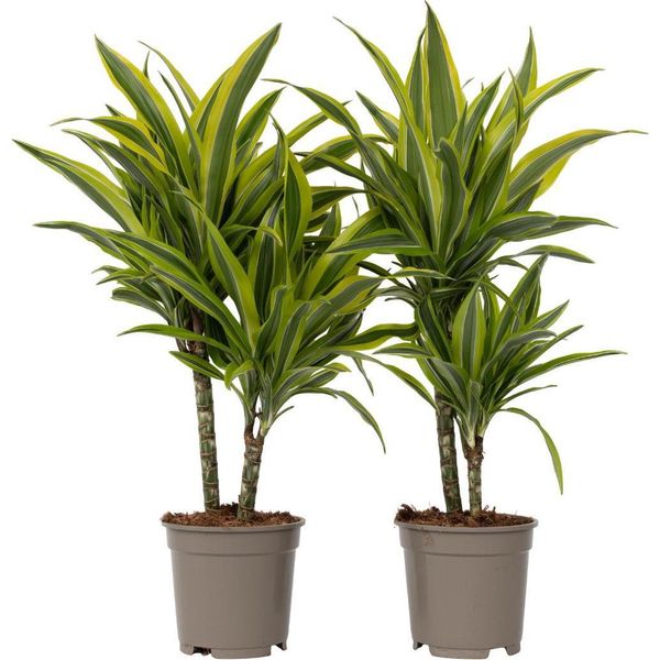 Dracena - 2 Pezzi - Dracaena Deremensis 'Lemon Lime' - Altezza 60-70Cm - ⌀17Cm-image