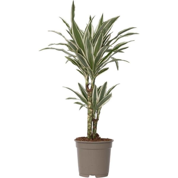 Dracena - Dracaena Deremensis 'White Stripe' - Altezza 60-70Cm - ⌀17Cm-image