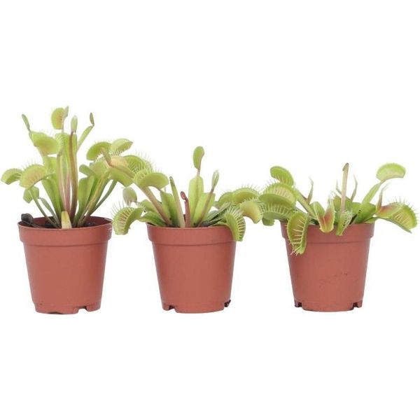 Venere Acchiappa Mosche - 3 Pezzi - Dionaea Muscipula - Altezza 5-15Cm - ⌀5,5Cm-image