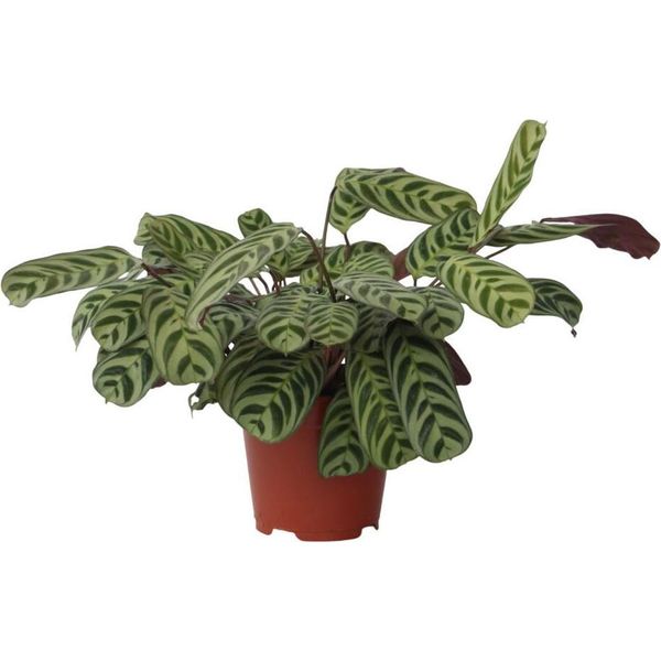 Pianta Da Letto A Spina Di Pesce - Ctenanthe 'Burle-Marxii' - A30-40Cm - ⌀14Cm-image