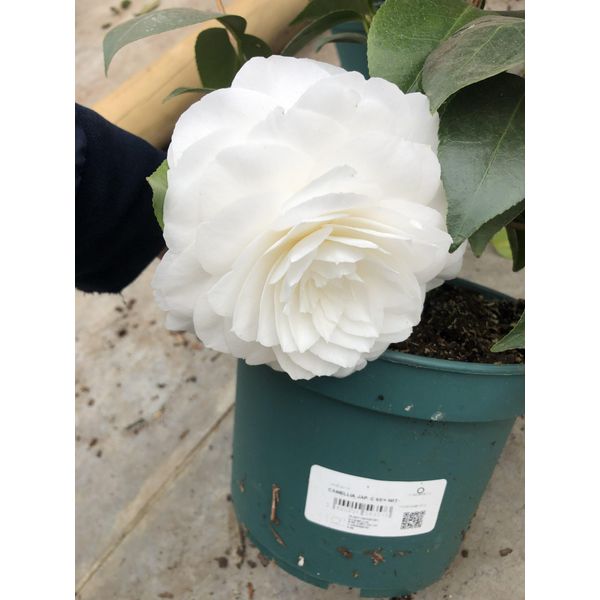 Camellia Japonica - Japanische Kamelie Wei§ Im 3-Liter-Container 40-50 Cm-image
