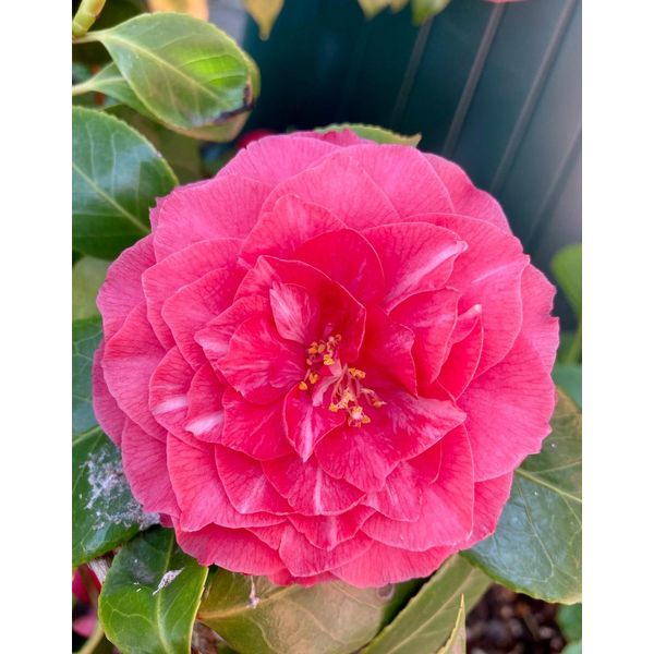 Camellia Japonica - Camelia Giapponese Rosa - Contenitore Da 50-60 Cm-image