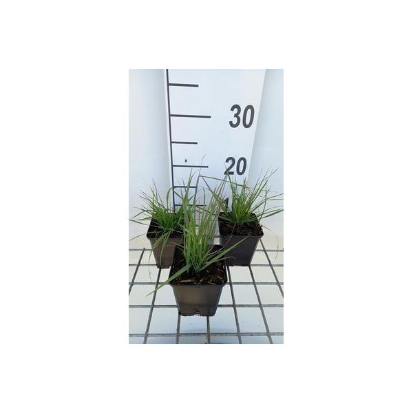 6 X Calamagrostis Epigejos - Erba Cavallina - Vaso 9X9 Cm-image