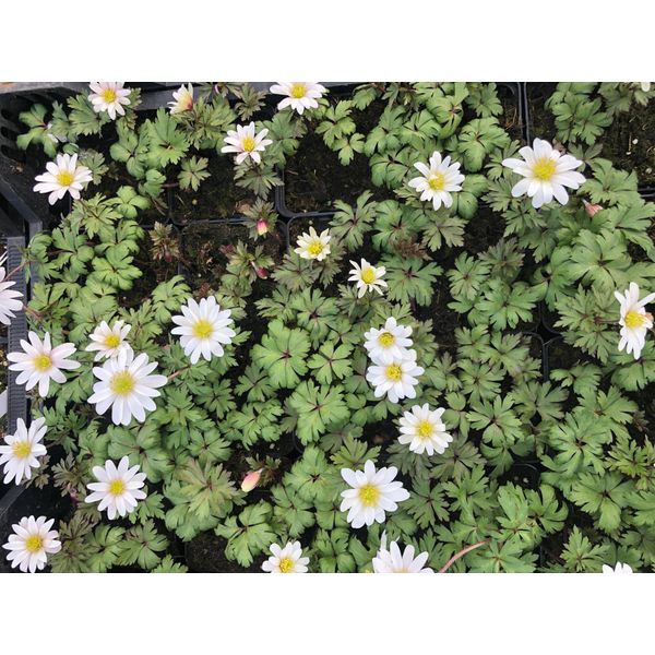 6 X Anemone Blanda 'White Splendour' In Vaso 9X9 Cm-image