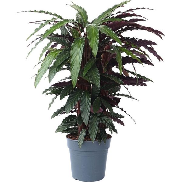 Calatea - Calathea 'Wavestar' - Altezza 90Cm - ⌀27Cm-image