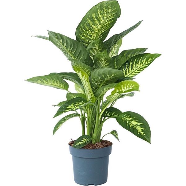 Pianta Dieffenbachia - Dieffenbachia 'Tropic' - Altezza 70-80Cm - ⌀24Cm-image