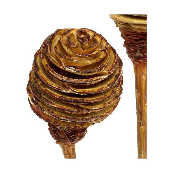 Set Di Decorazioni In Crema Platyspermum 50 Pezzi - Fiori Secchi Naturali Per L'arredamento E La Decorazione Floreale Di Stile-image