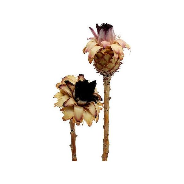 Nerifolia Bud 25 Pz - Fiori Secchi Decorativi Per La Floricoltura Funeraria-image