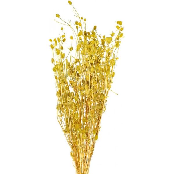 Fiori Secchi Di Cardo Fragola Decorativi Per Decorazioni Boho E Composizioni Floreali-image