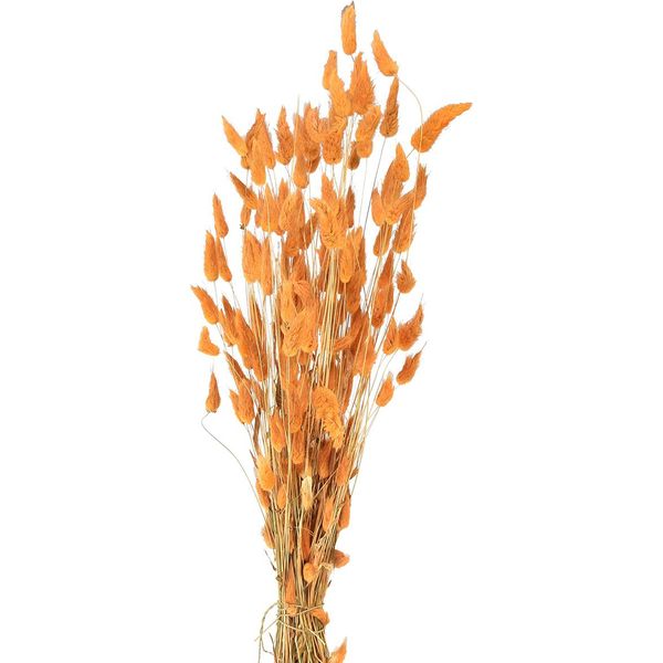 Soffice Erba Secca Per Decorazioni Creative E Composizioni Floreali-image