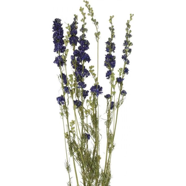 Delphinium Blu Essiccato - Delphinium Essiccato, 64Cm 25G-image