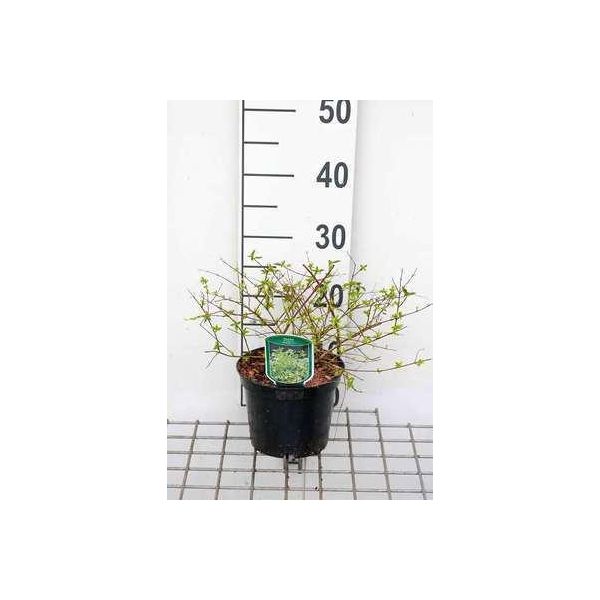 Abelia Grand. 'Hopleys'® - Abelia Grandiflora Hopleys 25- 30 Cm In Contenitore-image