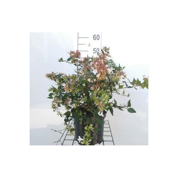Abelia Grandiflora - Abelie Cinese 25- 30 Cm In Contenitore-image