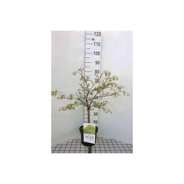 Acer Palmato 'Dissectum' - Acero A Ventaglio 40- Contenitore Da 50 Cm-image