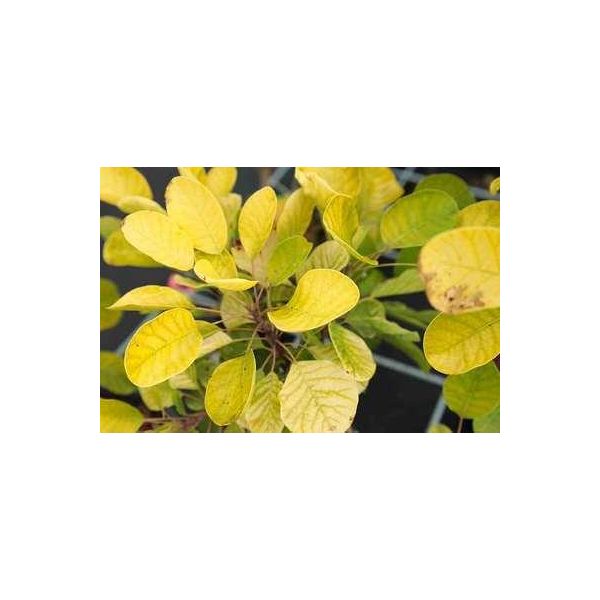 Cotinus Cogg. 'Golden Spirit'® ( 'Ancot'®) - Arbusto Di Parrucca Golden Spirit 50- 60 Cm In Contenitore-image