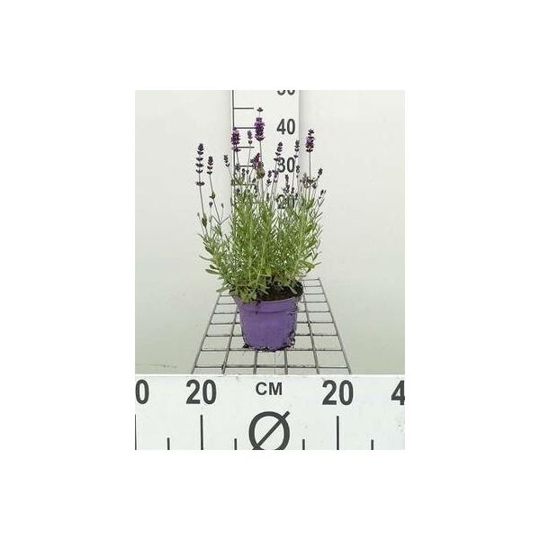Lavandula Ang. 'Munstead' - Lavanda - Contenitore 1,5 Litri-image