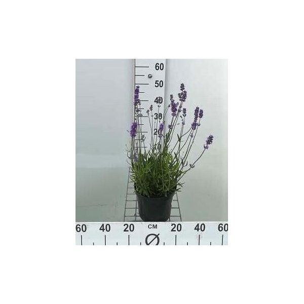 Lavandula Ang. 'Munstead' - Lavanda - Contenitore 3 Litri-image