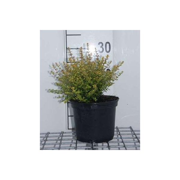 Lonicera Nit. 'Baggesen's Gold' - Heckenkirsche 20- 25 Cm - Contenitore-image