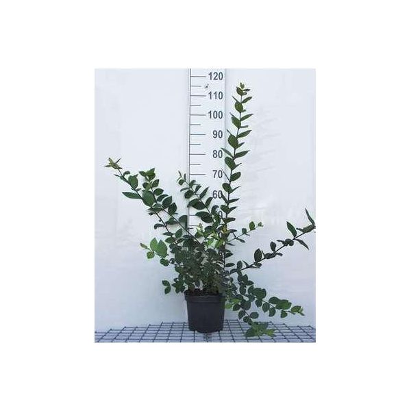 Lonicera Fragrantissima - Winter-Heckenkirsche 40- 50 Cm - Container-image
