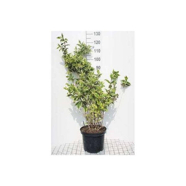 Weigela Hybr. 'Nana Variegata' - Giglio Cuneato 50- 60 Cm - Contenitore-image