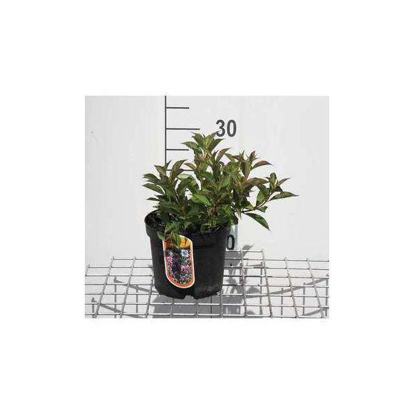 Weigela Flor. 'Pink Poppet'® ('Plangeni'®) - Weigela Florida Pink Poppet 30- 40 Cm - Contenitore-image