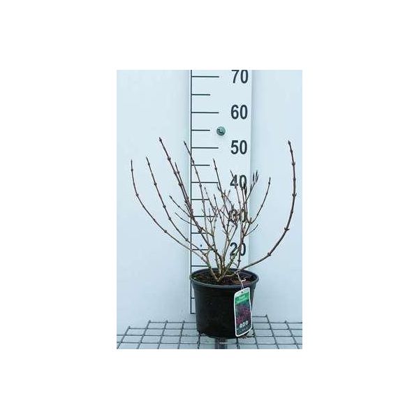 Weigela Flor 'Nana Purpurea' - Weigela 30- 40 Cm - Contenitore-image
