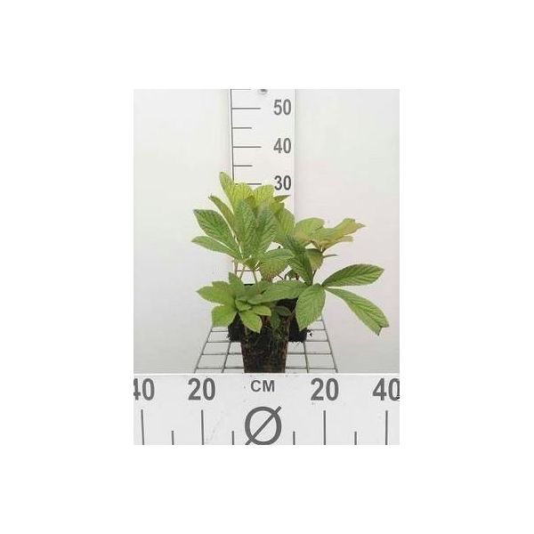 6 X Rodgersia Pinnata - Foglia Di Stelle - Vaso 9 X 9 Cm-image