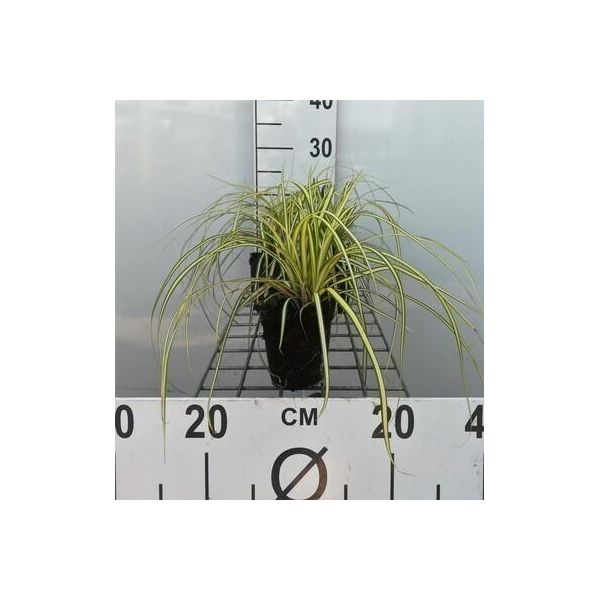 6 X Carex Osh. Evergold' - Sedge Dorato Giapponese Evergold - Vaso 9 X 9 Cm-image