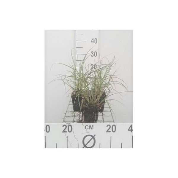 6 X Miscanthus Sin. 'Adagio' - Canna Cinese Nana Adagio - Vaso 9 X 9 Cm-image