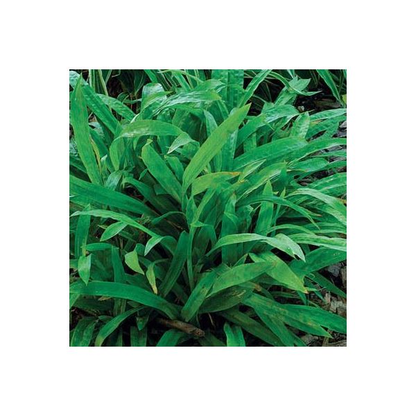 6 X Carex Plantaginea - Carice A Foglia Larga - Vaso 9 X 9 Cm-image