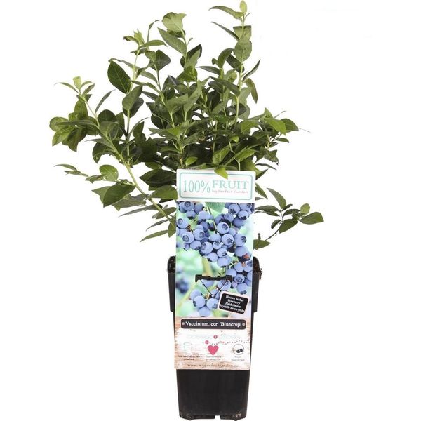 Mirtillo Di Campagna Ca. 30 Cm - Robusta Pianta Di Mirtillo Per Giardino, Balcone E Patio, Ad Alta Resa E Resistente-image