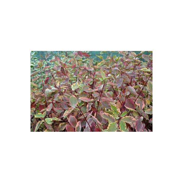 10 X Cornus Alba 'Gouchaultii' - Corniolo 40- 60 Cm A Radice Nuda-image