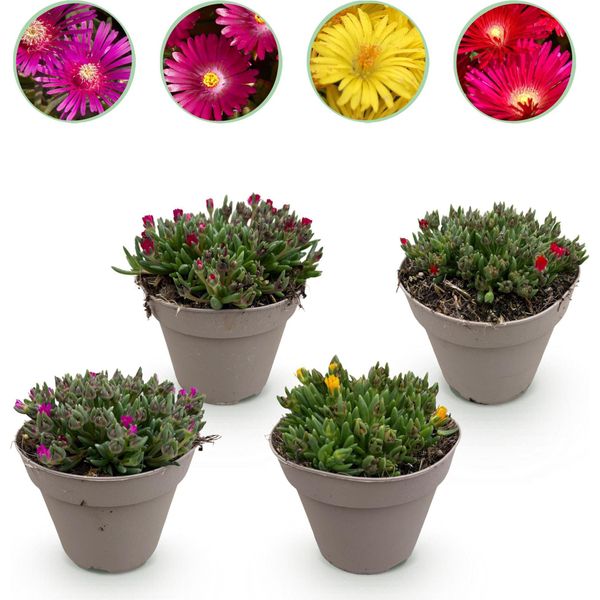Delosperma Mix - 4 Piante Tappezzanti Resistenti - Colori Rosso, Giallo, Viola E Rosa - Piante Fiorite Facili Da Curare, Alte 14 Cm - 17 Cm - Per Aiuole, Balconi E Terrazze-image