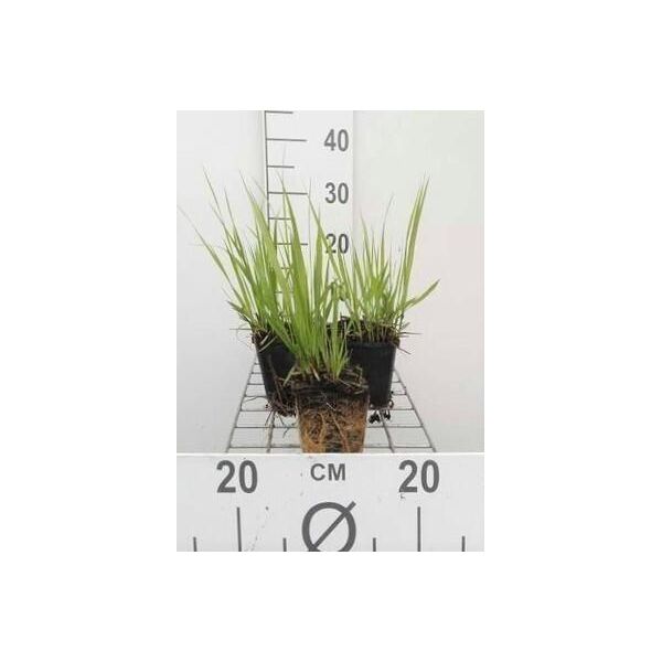 6 X Molinia Arund. 'Transparent' - Erba Pipa - Vaso 9 X 9 Cm-image