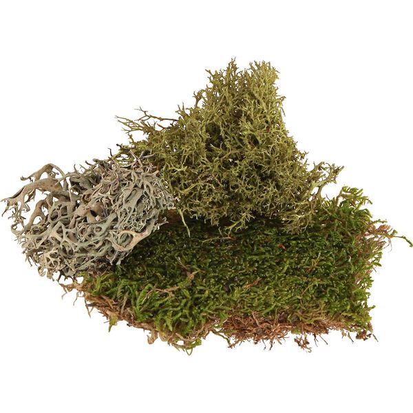 Muschio Decorativo - Vero Muschio Verde E Licheni Per Composizioni Floreali, Ghirlande E Decorazioni Naturali 250G-image