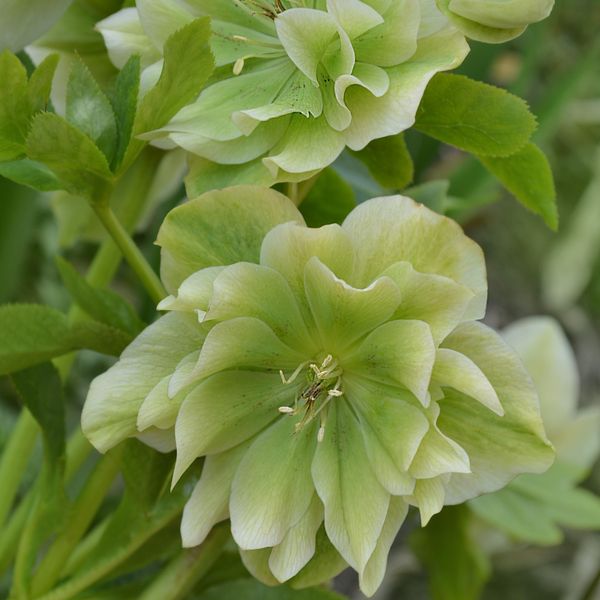 Elleboro Orientale Double Ellen Green 1L-image