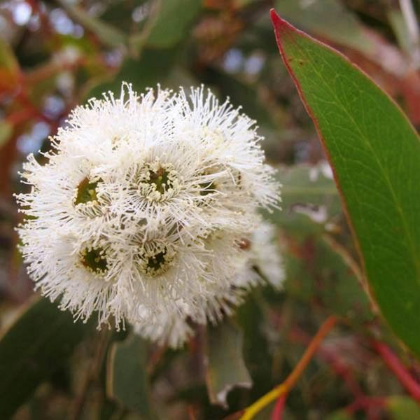Eucalyptus Alpina - Alpen-Eucalyptus (Samen)-image