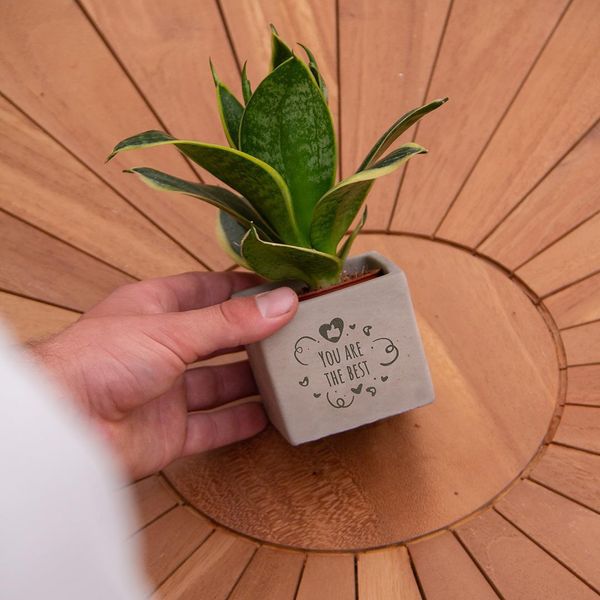 Vasi Per Piante Congreetz® Con Sansevieria | Il Regalo Personalizzato Perfetto Per Ogni Occasione-image