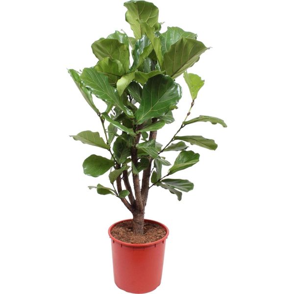 Trendyplants - Ficus Lyrata Ramificato - Pianta Di Tabacco - Pianta D'appartamento - Altezza 140-160 Cm - Dimensioni Vaso Ø24Cm-image