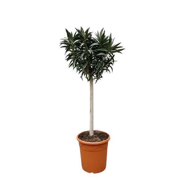 Nerium Oleander Su Stelo Con Delicati Fiori Rosa - 200 Cm, Ø35 Cm-image