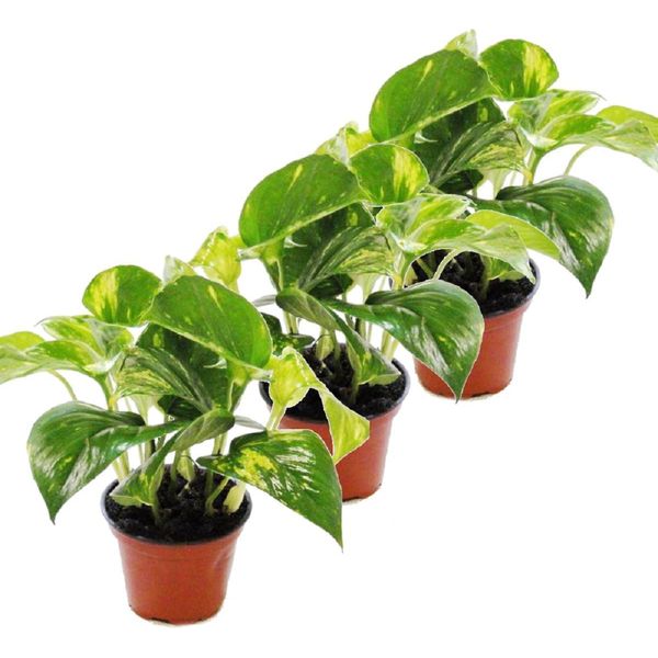 Set Di 3 Efeutute - Scindapsus - Epipremnum - Vaso Da 12 Cm-image