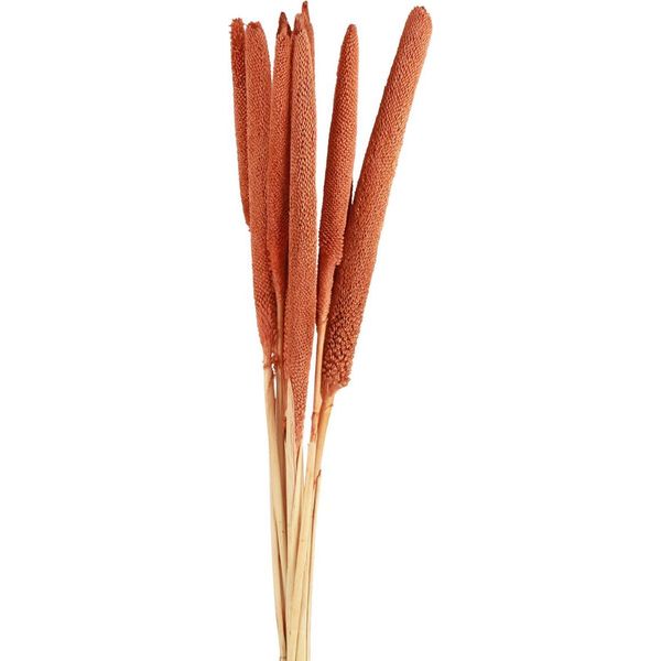 Fiori Secchi Di Miglio Babala Per Composizioni Floreali E Decorazioni Domestiche, 10 Pezzi-image
