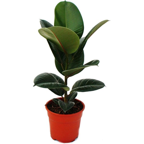 Coppia Di Alberi Di Gomma - Set Di 2 Con 2 Diverse Piante Di Ficus Elastica - Vaso Da 17 Cm-image