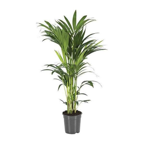 Palma Kentia Howea Forsteriana - Ø21Cm - ↕110Cm - Palma Da Interno Di Facile Manutenzione Con Effetto Purificante Dell'aria - Pianta Verde Tropicale Per Soggiorno, Ufficio E Giardino D'inverno-image